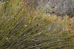 Hypodiscus alboaristatus