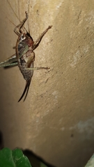Alfredectes semiaeneus