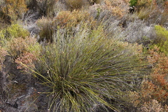 Hypodiscus alboaristatus