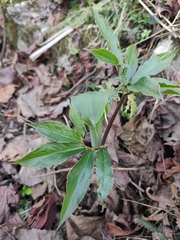 Arisaema heterophyllum