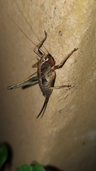 Alfredectes semiaeneus