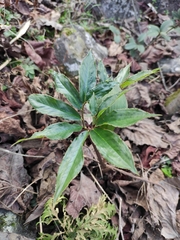 Arisaema heterophyllum