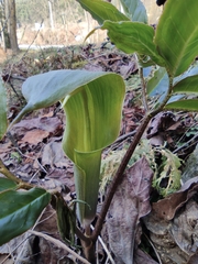 Arisaema heterophyllum
