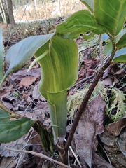Arisaema heterophyllum
