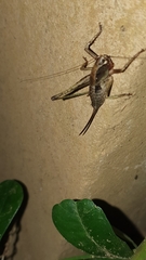 Alfredectes semiaeneus