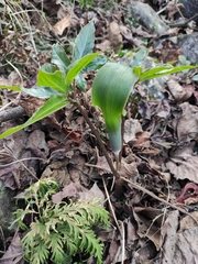 Arisaema heterophyllum