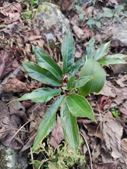 Arisaema heterophyllum