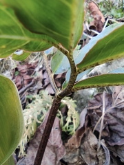 Arisaema heterophyllum