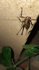 Alfredectes semiaeneus