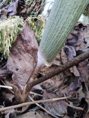 Arisaema heterophyllum