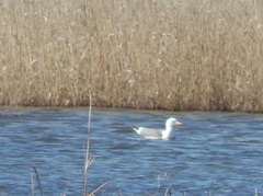 Larus fuscus barabensis