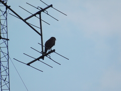 Parabuteo unicinctus