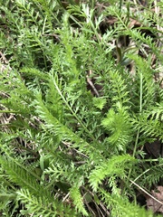 Achillea millefolium