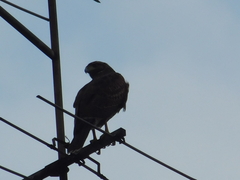 Parabuteo unicinctus