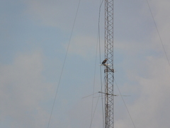 Caracara plancus