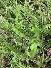 Achillea millefolium