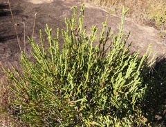 Passerina montana