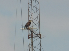 Caracara plancus