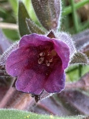 Pulmonaria mollis