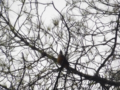 Turdus rufiventris