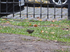 Turdus rufiventris