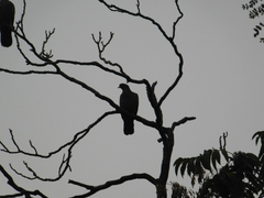 Patagioenas picazuro