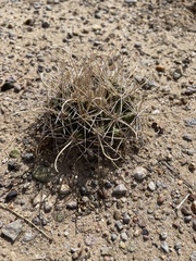 Coryphantha robustispina uncinata
