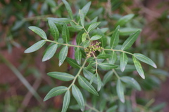 Pistacia lentiscus