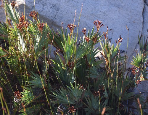 Image of Nivenia binata by (c) Justin Ponder, some rights reserved (CC BY)