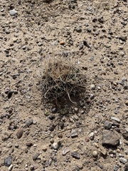 Coryphantha robustispina uncinata