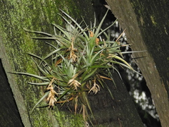 Tillandsia aeranthos