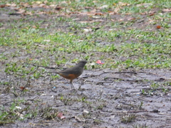 Turdus rufiventris