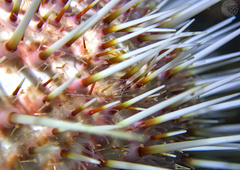 Gracilechinus acutus