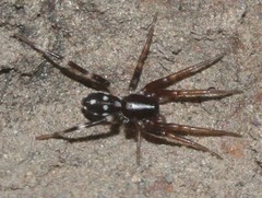 Nyssus