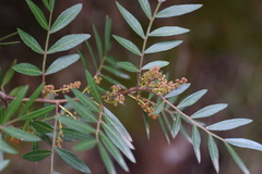 Pistacia lentiscus