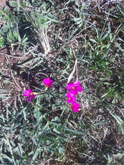 Oxalis imbricata