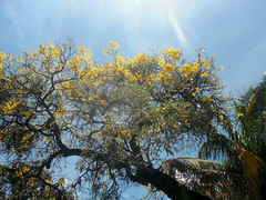 Tabebuia aurea