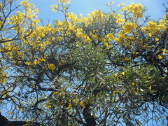 Tabebuia aurea