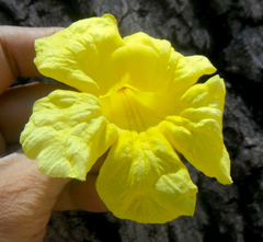 Tabebuia aurea