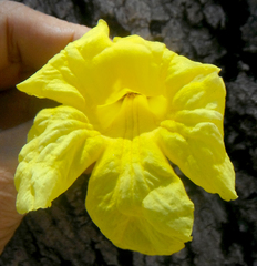 Tabebuia aurea