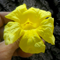 Tabebuia aurea