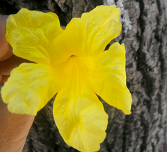 Tabebuia aurea