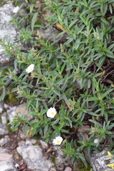 Cistus monspeliensis