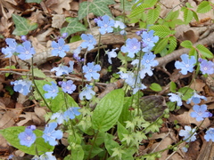 Omphalodes cappadocica