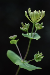 Lonicera etrusca