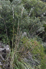 Ampelodesmos mauritanicus