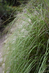 Ampelodesmos mauritanicus