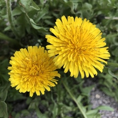 Taraxacum officinale