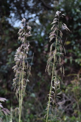 Ampelodesmos mauritanicus