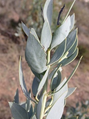Rafnia racemosa